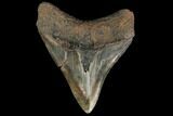 Fossil Megalodon Tooth - South Carolina #130724-1